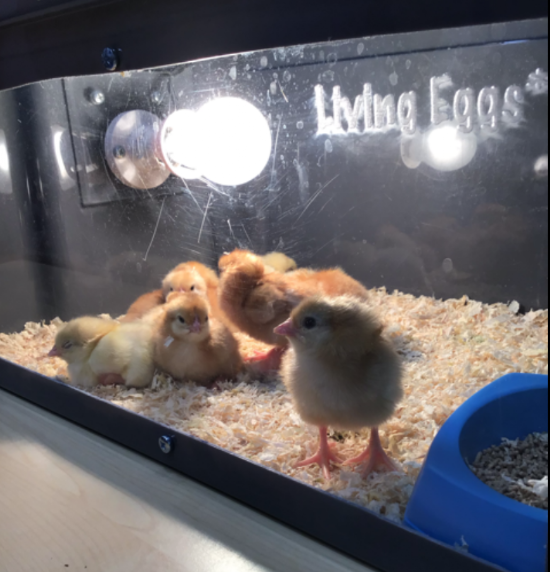Living Eggs!